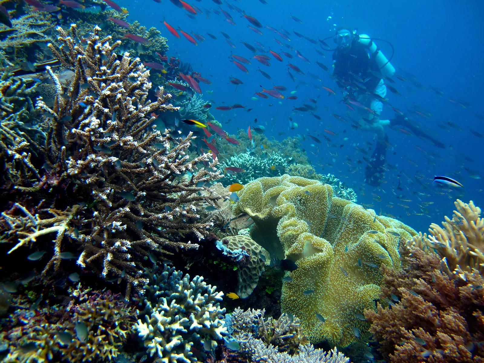 Diver swimming above a coral reef with hard and soft corals and reef fish at Piaynemo, Raja Ampat, Indonesia