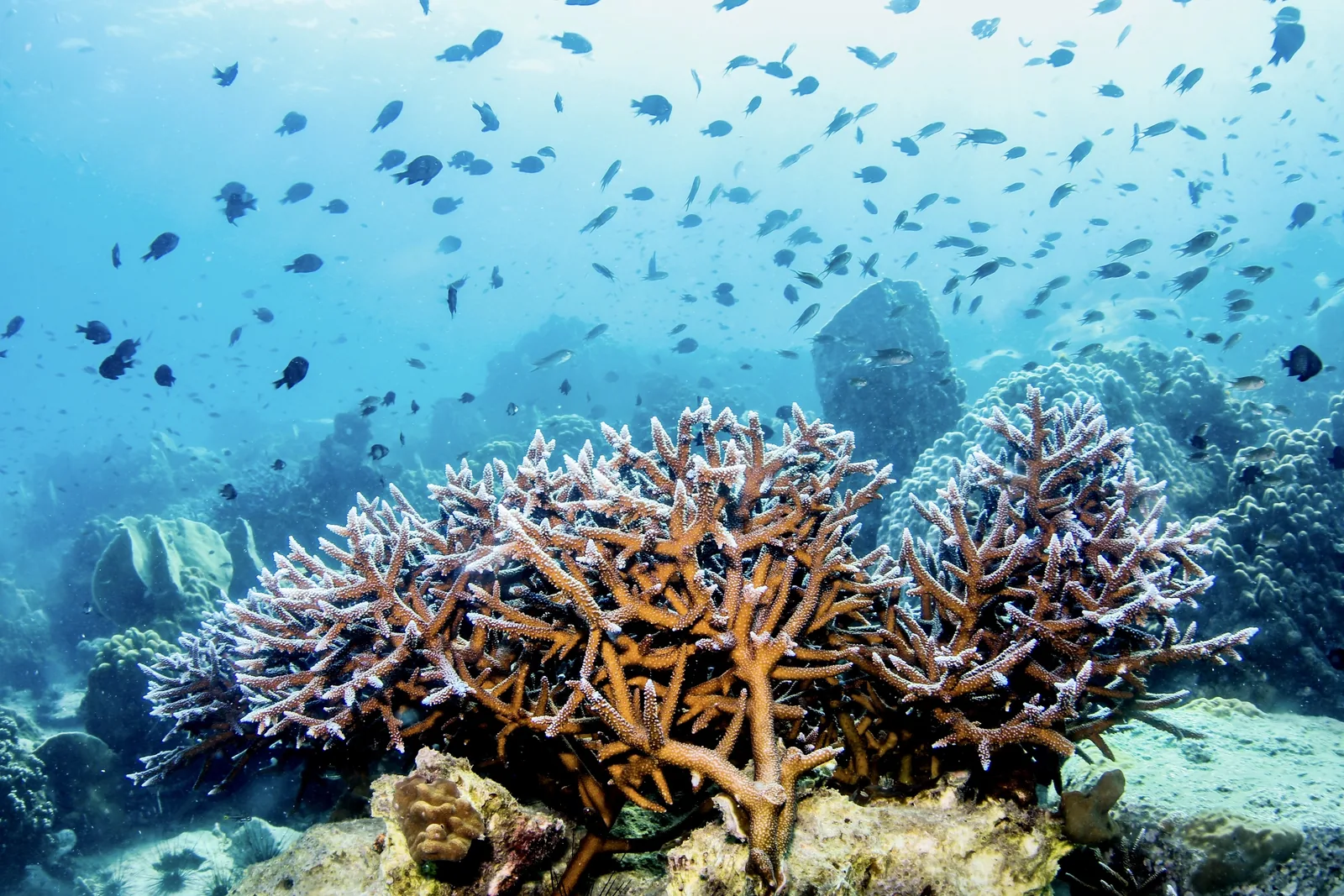 Branching coral surrounded by schools of small reef fish near Ko Rang, Trat, Thailand