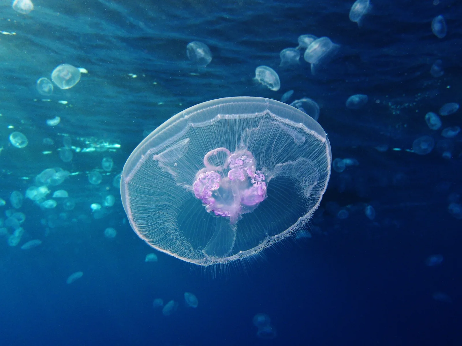 Moon jellyfish in front of many more jellyfish drifting in the Red Sea, Egypt