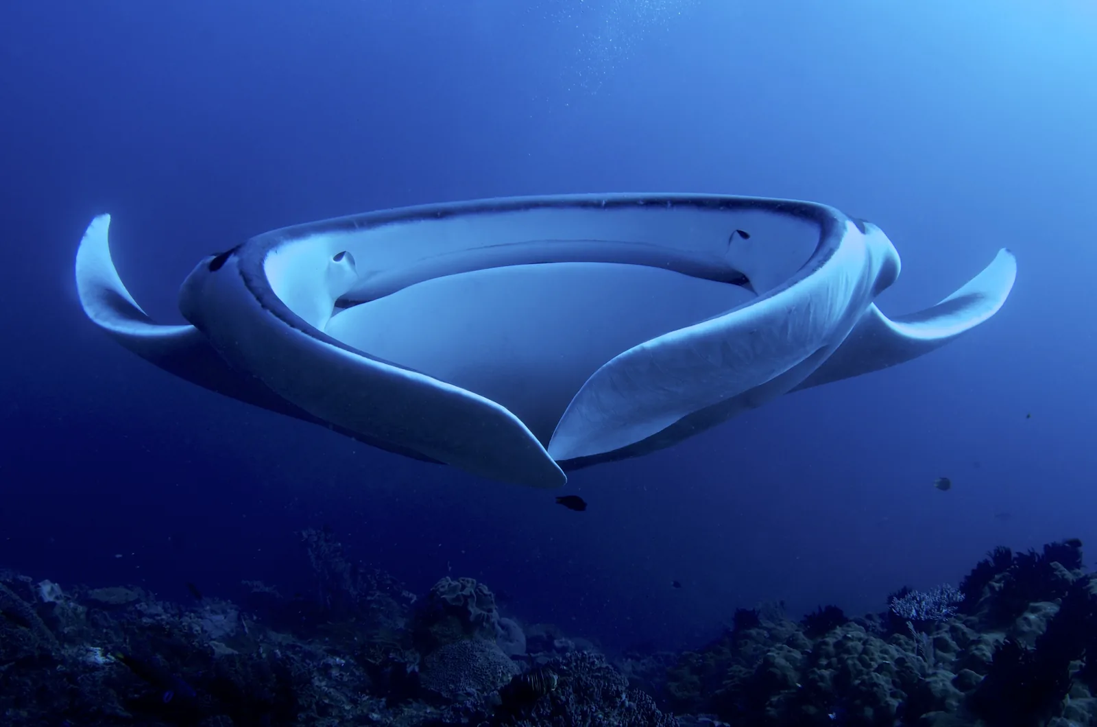Giant manta ray filter feeding with its mouth open, seen from the front, Raja Ampat, Indonesia