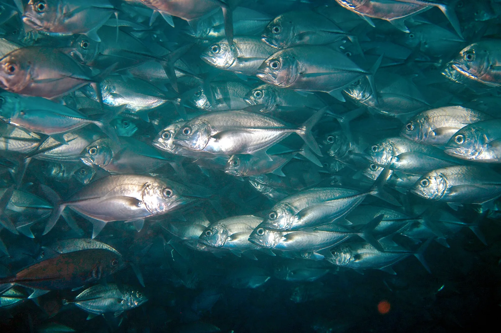 Dense school of bigeye trevally swimming in open water