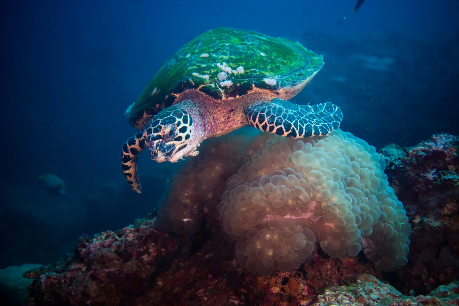 Hawksbill turtle feeding on a large coral head on a reef in Thai waters