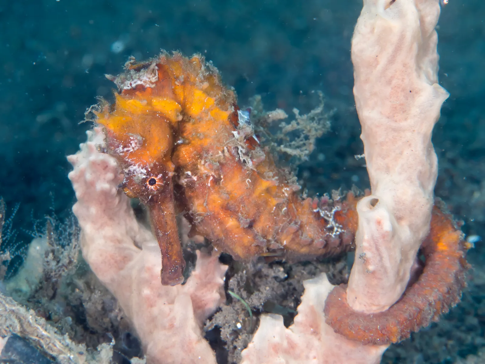 Orange spotted seahorse with its tail wrapped around a sponge, Lembeh, Indonesia