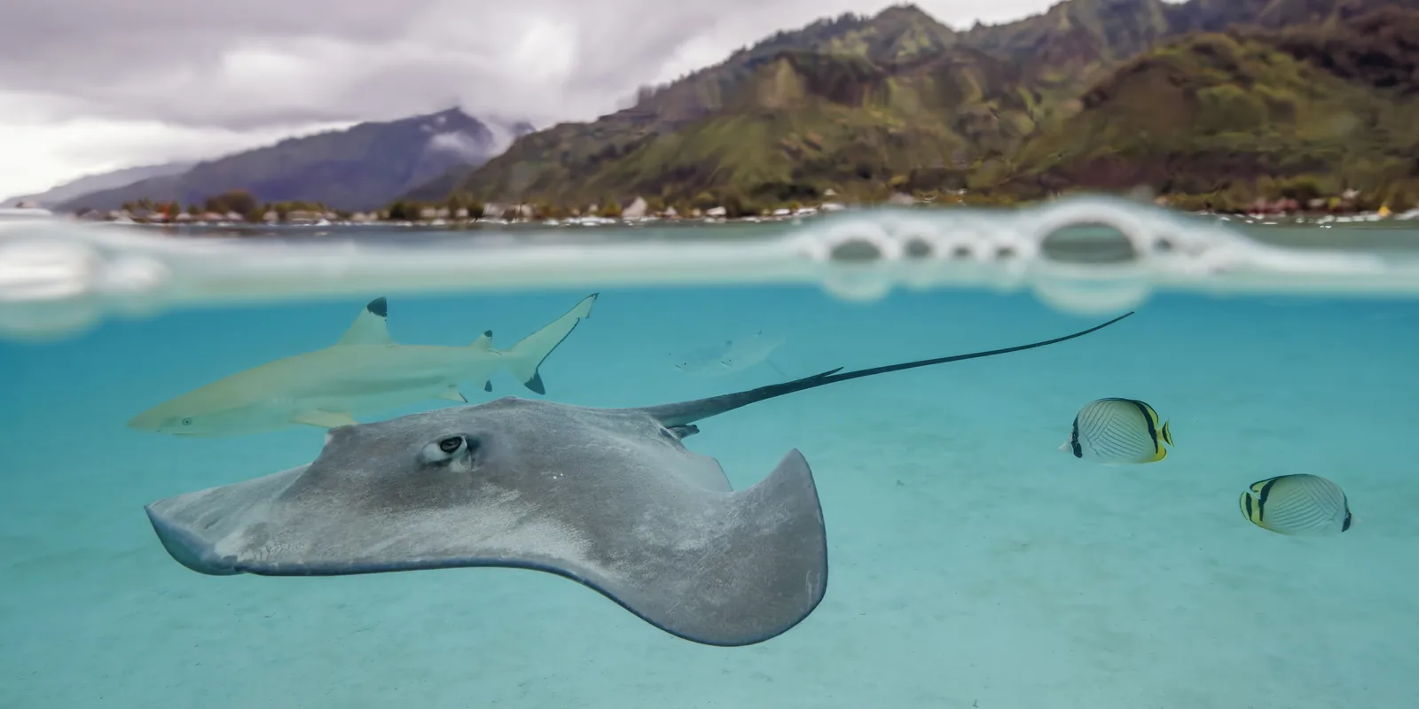 Half above and half below the water, a pink whipray and a blacktip reef shark in a shallow lagoon at Moorea, French Polynesia
