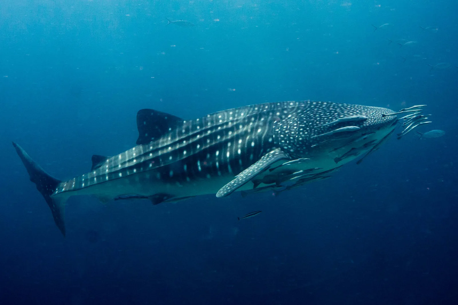 Whale shark swimming through blue water in Thai waters
