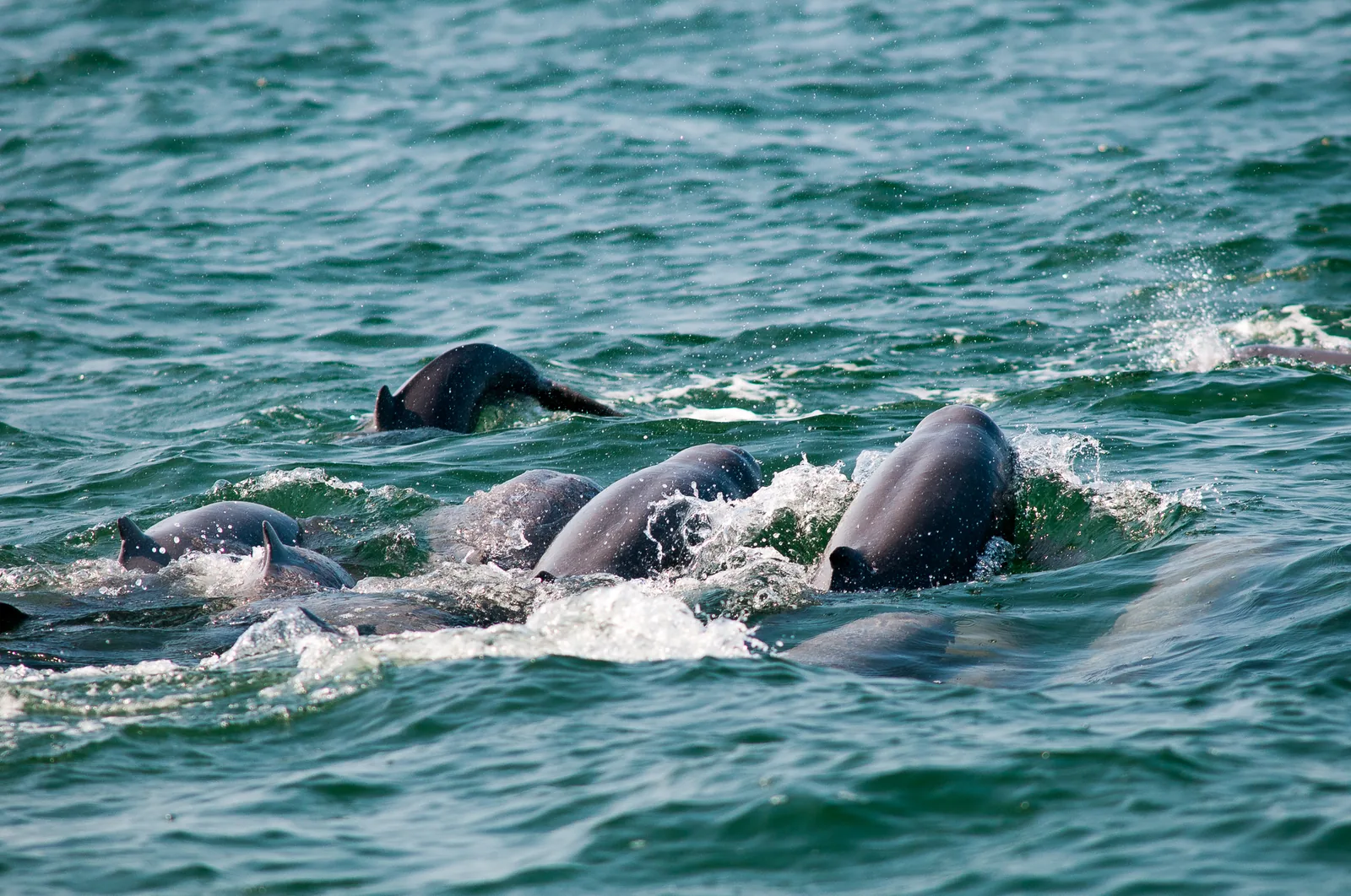 Group of Irrawaddy dolphins surfacing together in Kien Giang, Vietnam