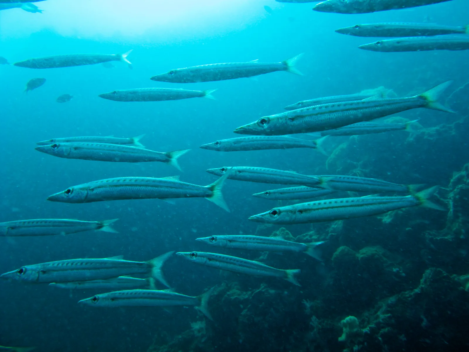 School of yellowtail barracuda swimming in blue water in the Andaman Sea off Ko Lanta, Thailand