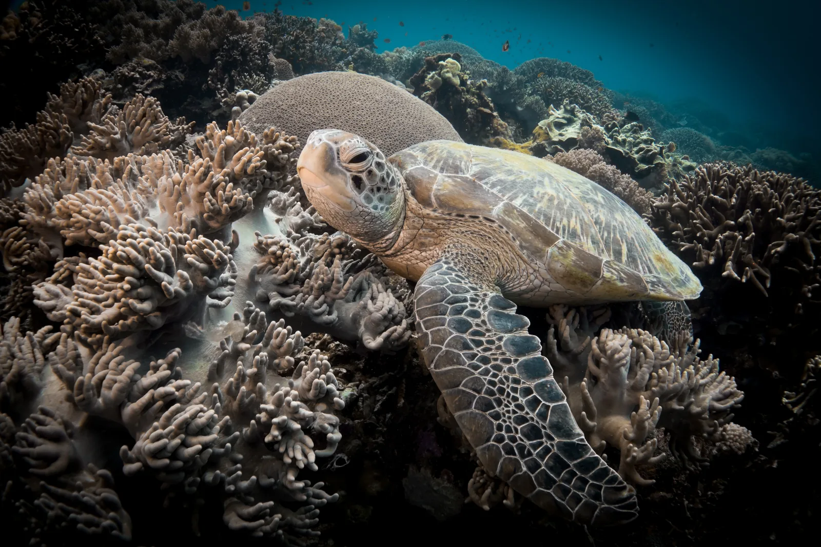 Green sea turtle resting among corals at Apo Island, Philippines