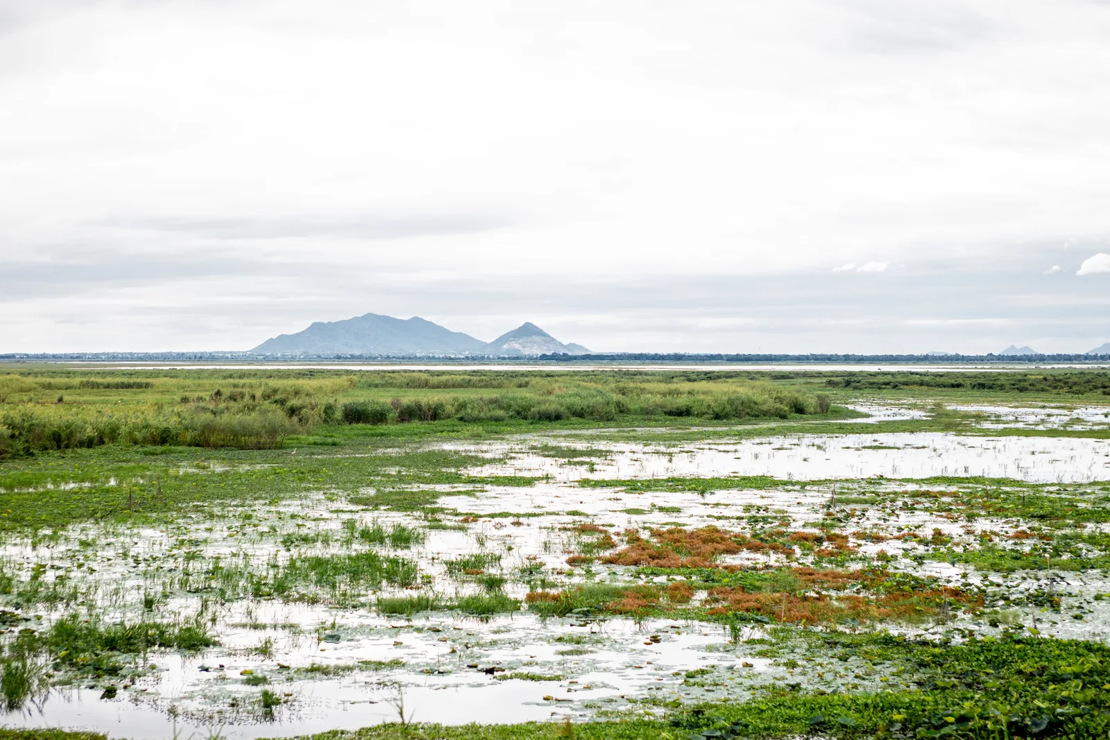 Flooded marshland covered with water plants at Bueng Boraphet, Nakhon Sawan, Thailand, with hills on the horizon